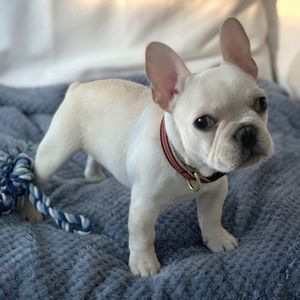 Meet your Posher, Debi